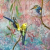 Equilibrium – pale headed rosellas and azure kingfisher.web